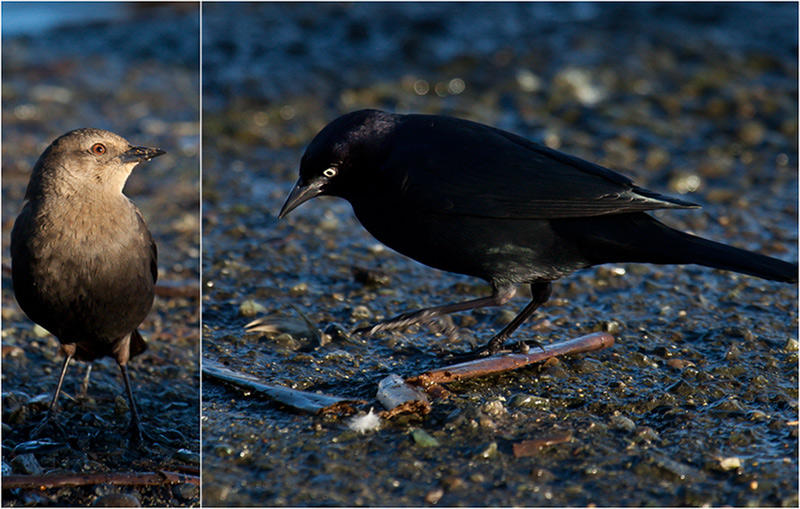 Brewer's Blackbirds