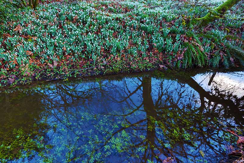 Snowdrops- Riverside Road