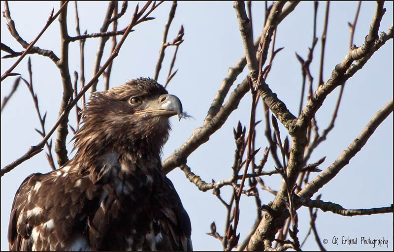 Immature Bald Eagle