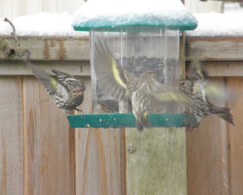 Busy Feeder