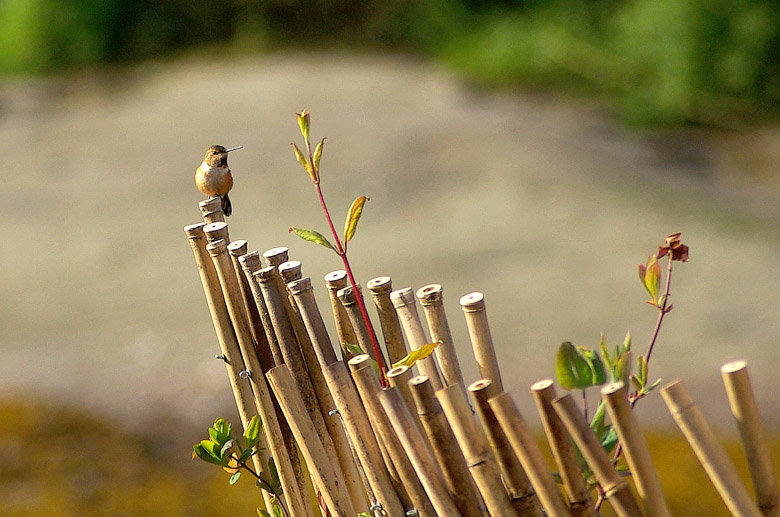 Bamboo Perch