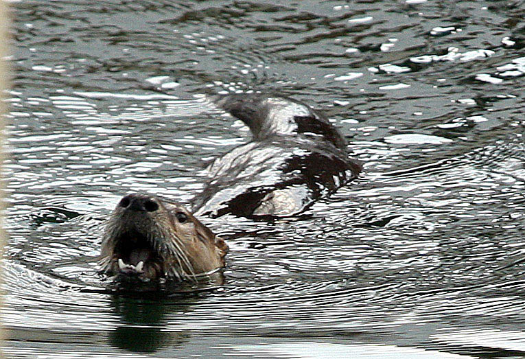 You Otter be swimming