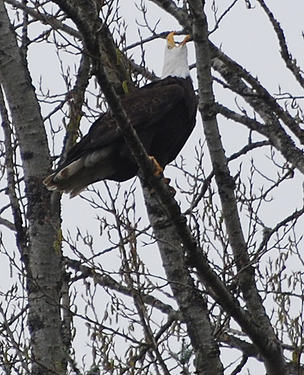 Eagle calling its mate, loudly