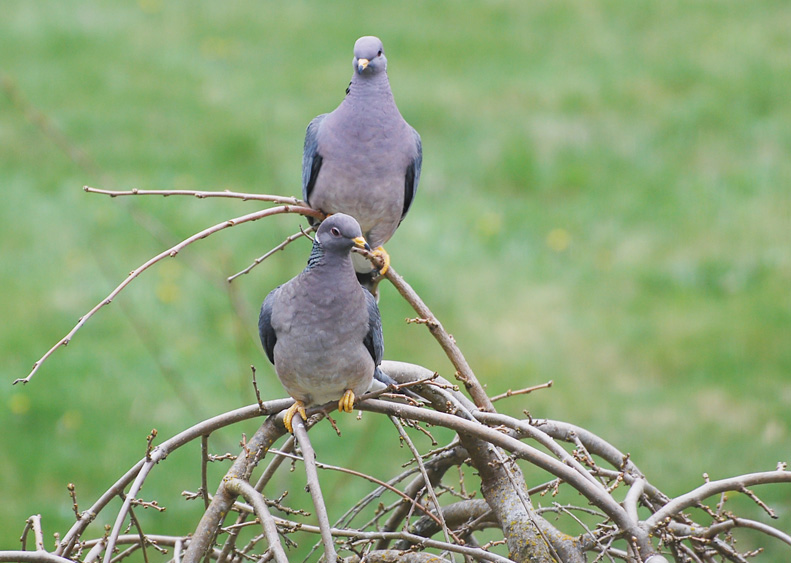 Bandtailed Pigeons on weeping mulberry tree
