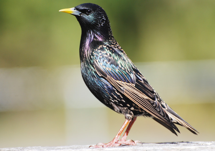 Male European Starling in full colours