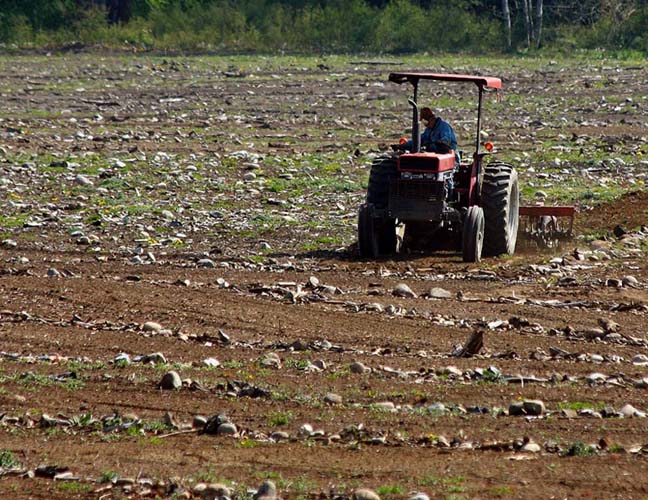 Spring Rock Farming