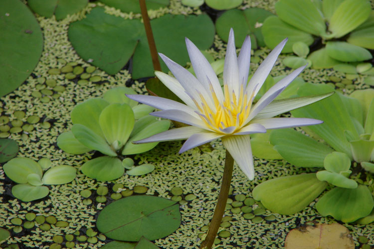 Water Lily