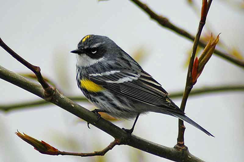 Yellow Rumped Warbler