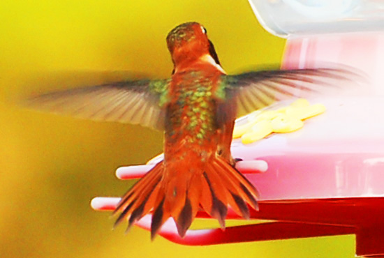 Male Rufus Hummingbird (back view) landing at feeder