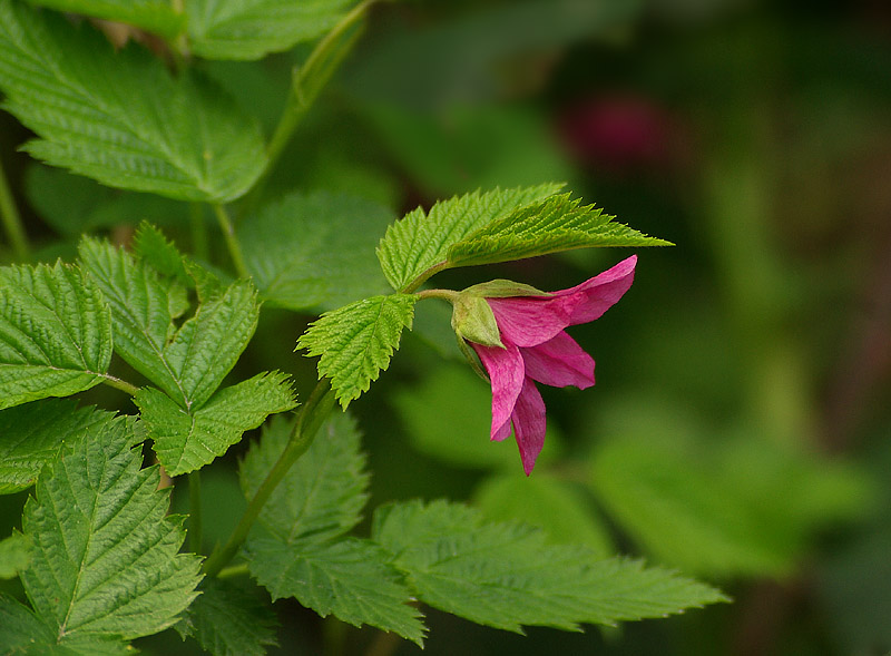 Rubus spectabilis