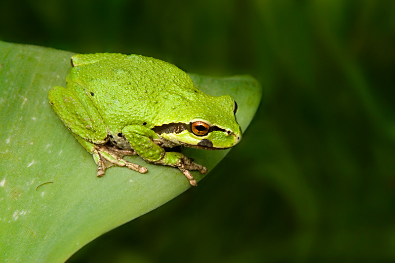 PACIFIC TREE FROG