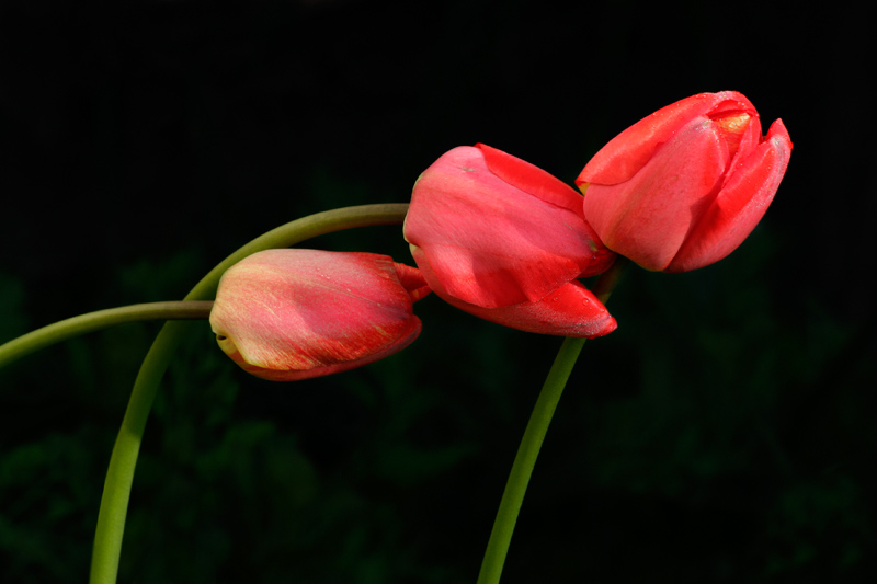 RED TULIPS