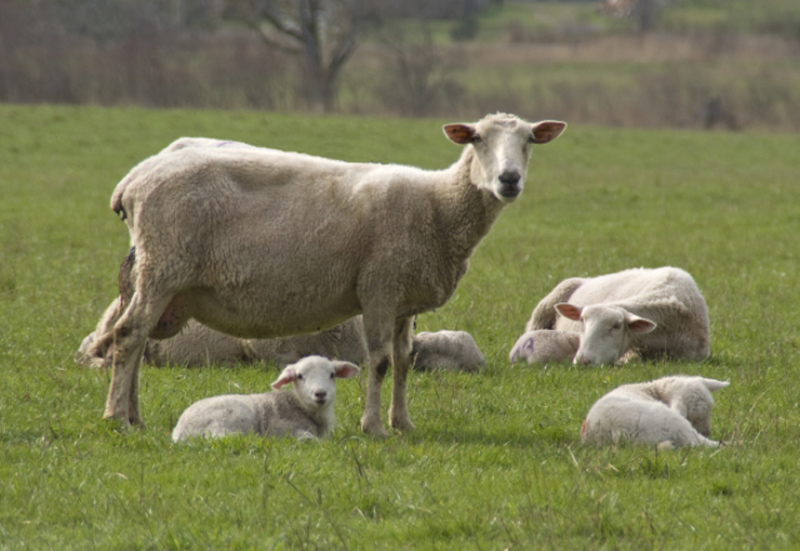 Spring-Sheep.jpg