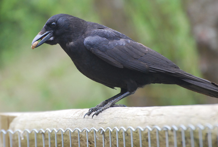 Raven stealing turkey food