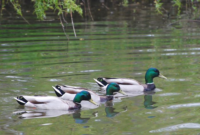 The Three Ducksketeers