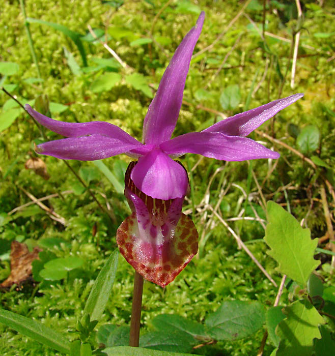 Lady Slipper