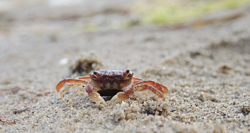  Brown Shore Crab