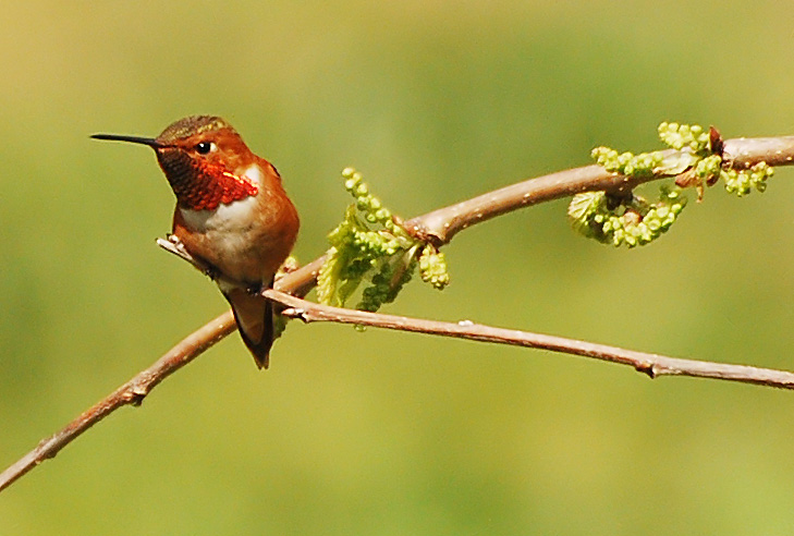 Male Rufus Hummingbird on guard in mulberry tree