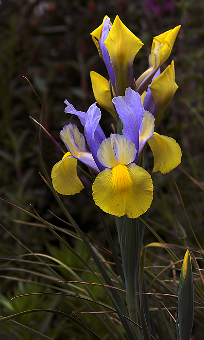 yellow and blue iris