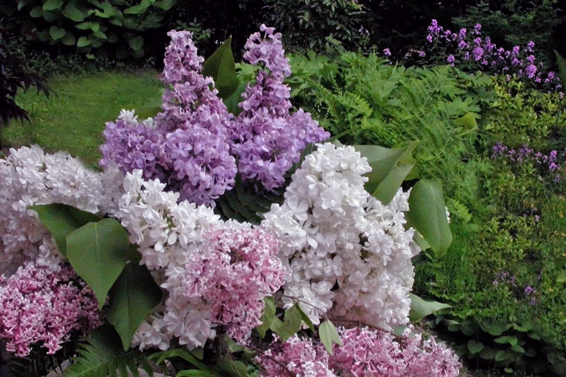 My neighbour gave me these lilac.