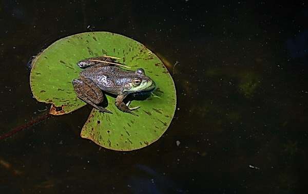Frog Float