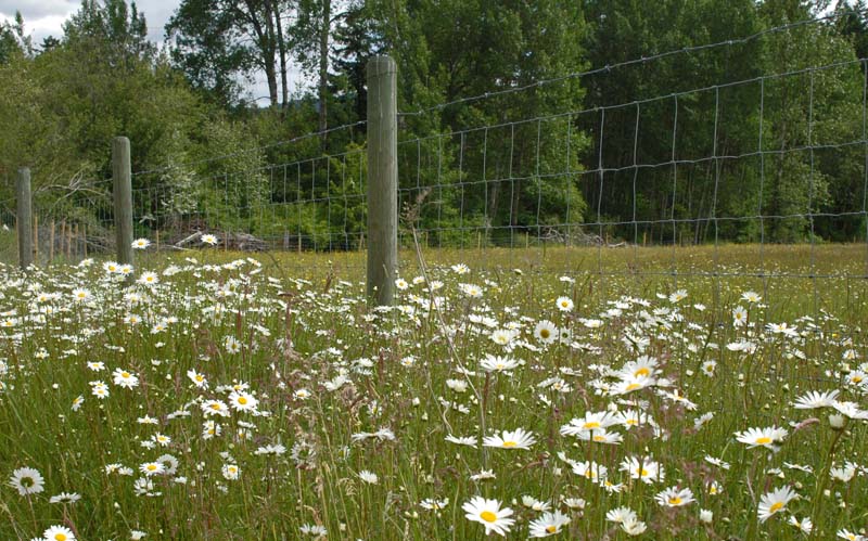 Daisies Along the Fence