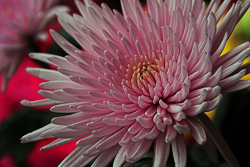 pink dahlia