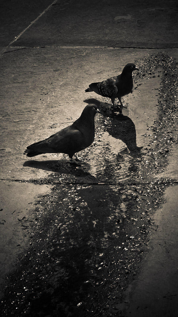 Two pigeons
