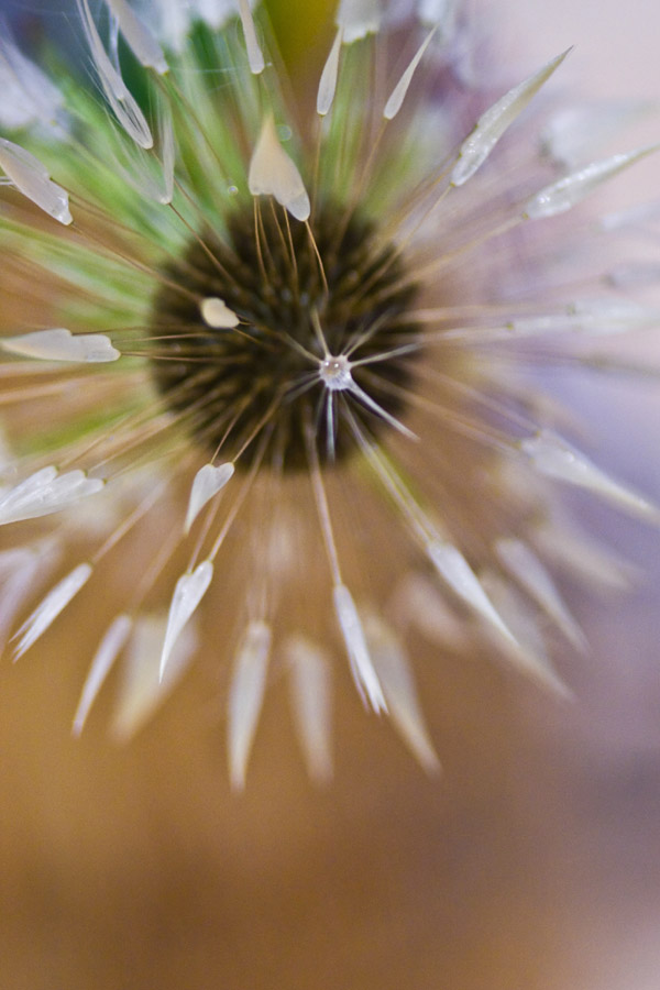 Sunburst 5