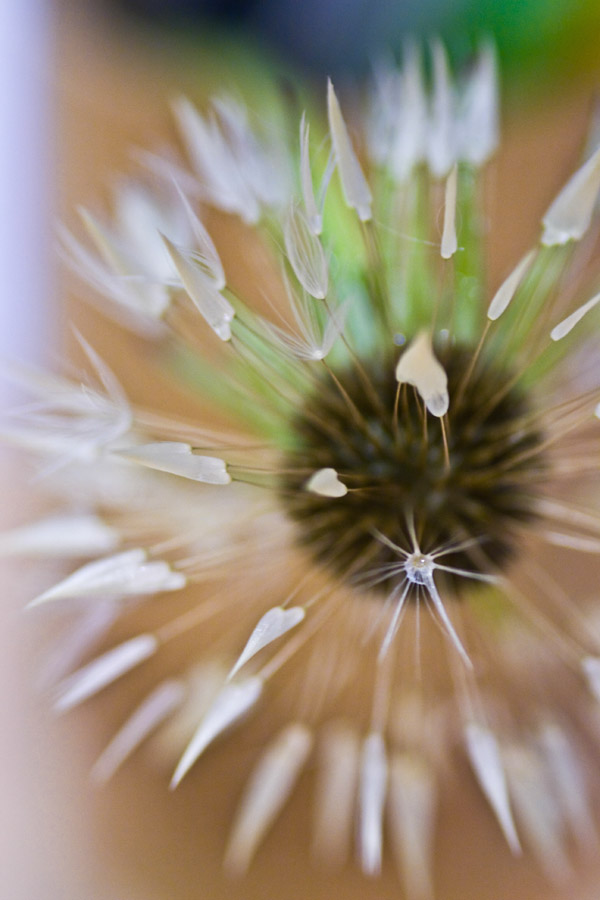 Sunburst 2