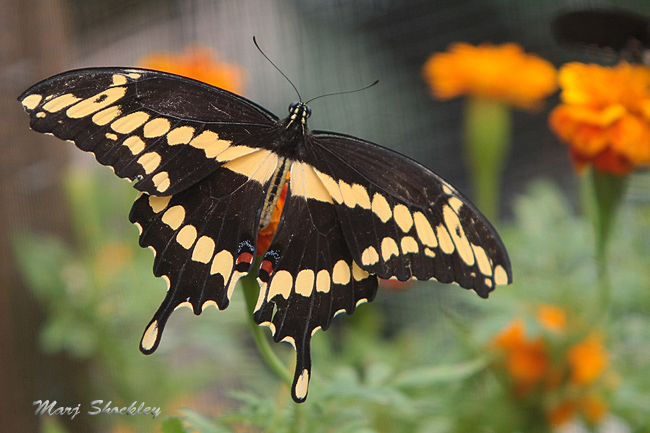 IMG_9398web.jpg