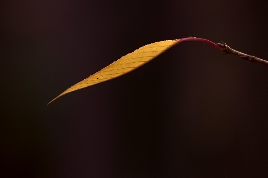 DSC_8222sm.jpg