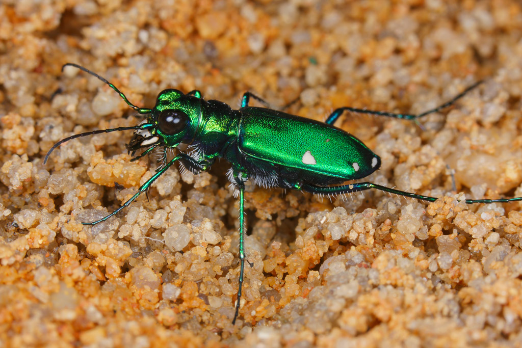 Tiger Beetle 7 IMG_2428.jpg