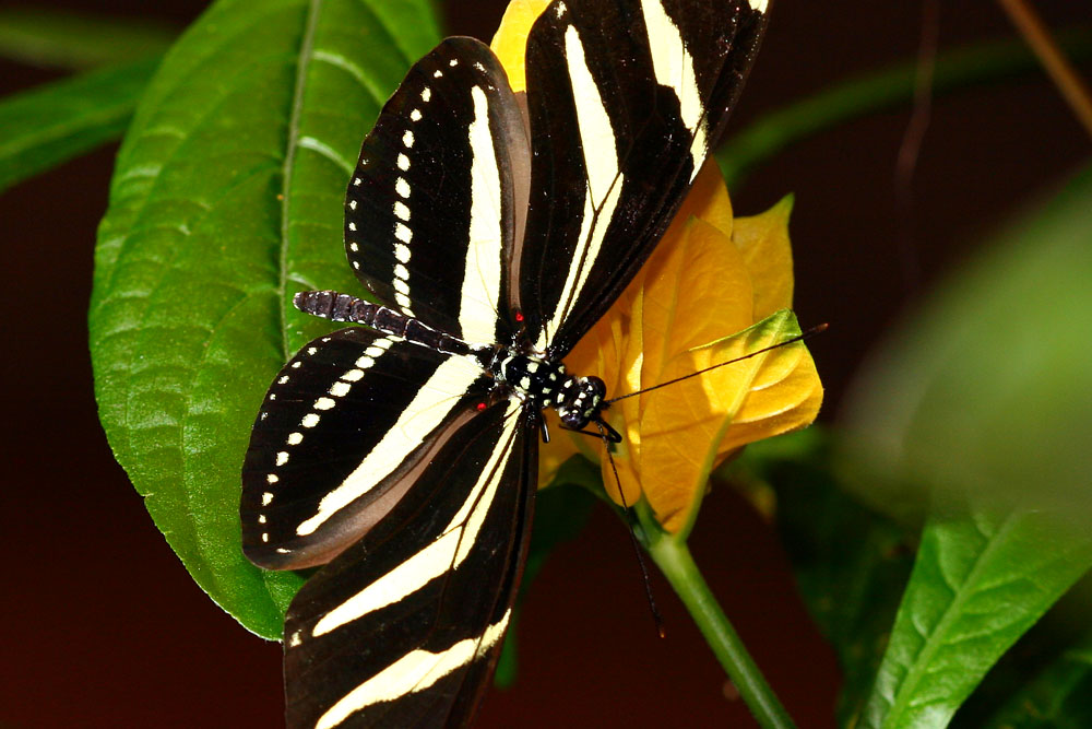 Butterfly Palace Branson, Missouri
