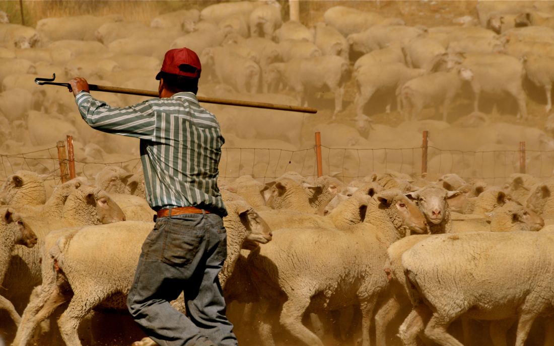 Peruvian Shepherd