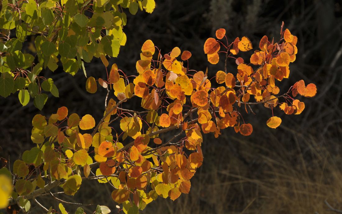Autumn Color near the mouth of Lundy Canyon