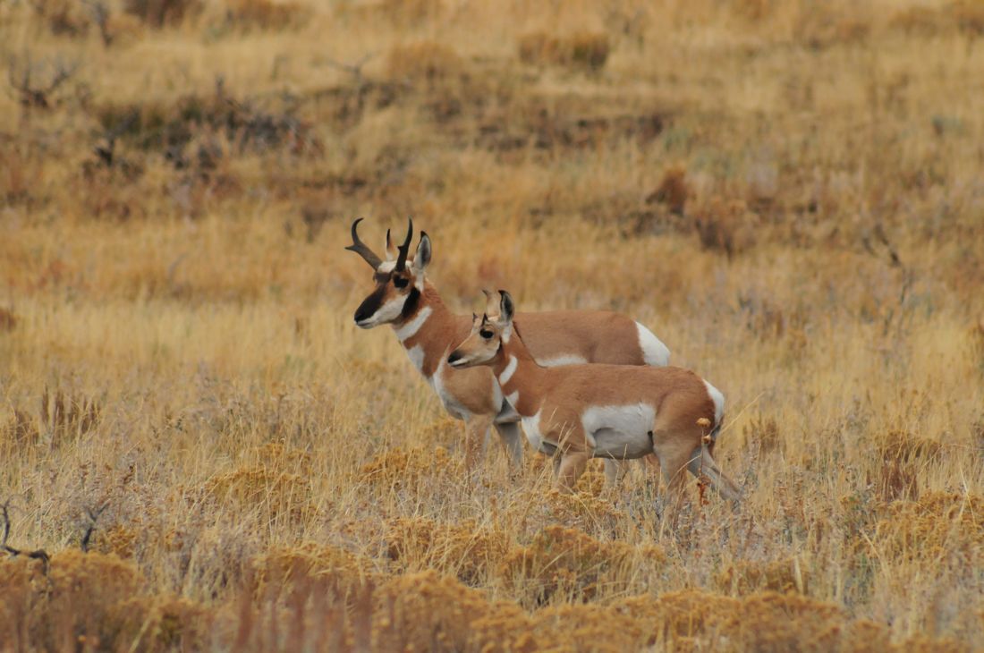 Antelope Couple Near Gros Ventre Campground, Tetons