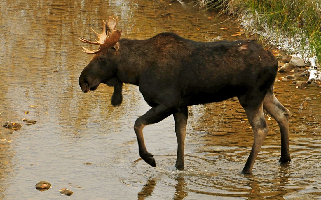 Moose at Moose Junction