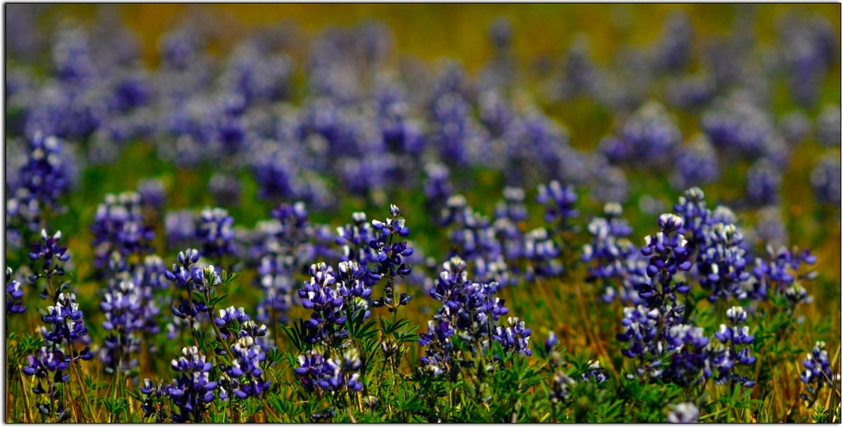 Lupines on Table Mountain Above Oroville, California