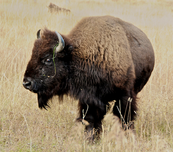 Bison near the Lake Hotel, Yellowstone