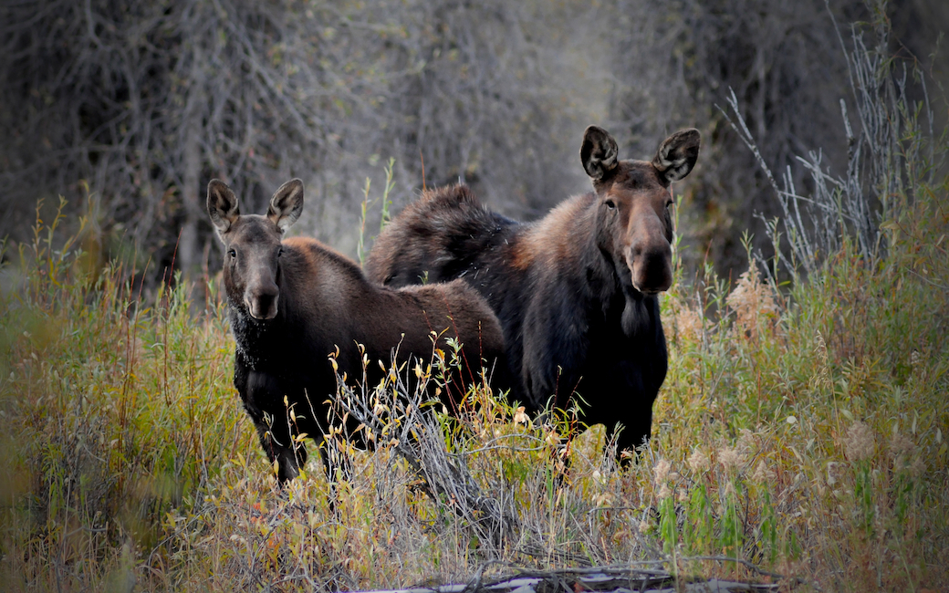 Cow and Calf Moose - Near the Gros Ventre River, East of the Tetons