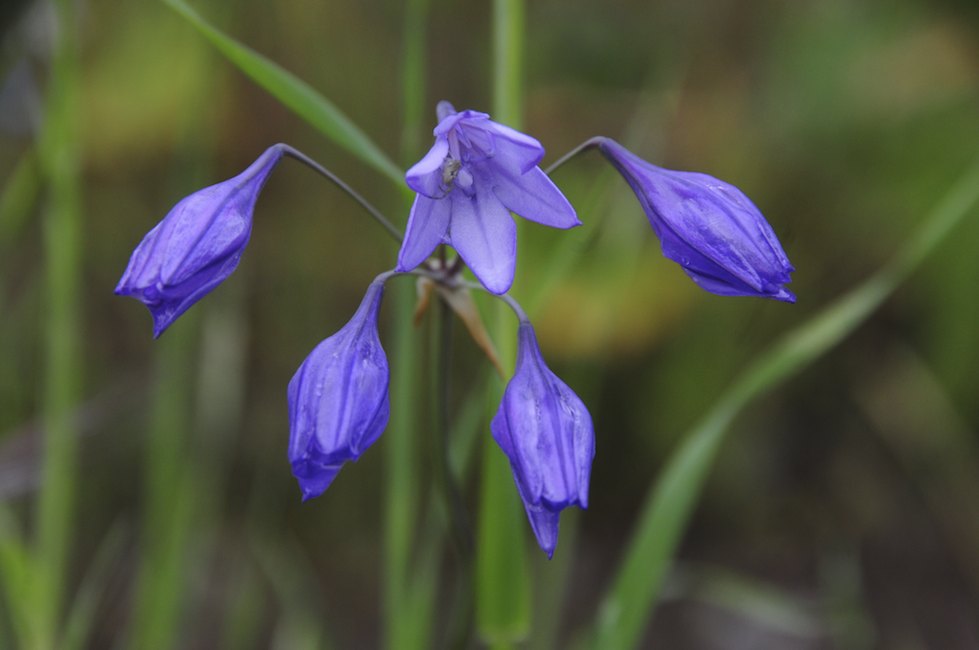Wildflower in Bloom, Upper Bidwell Park