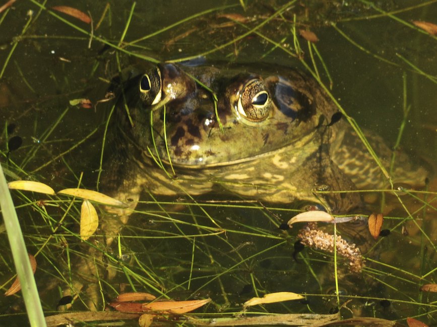 Frog in the Pond at the Gold Hill Winery