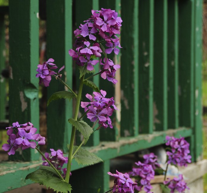 Fireweed at Pulga