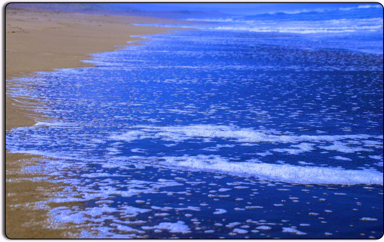 Beach at Bodega Bay