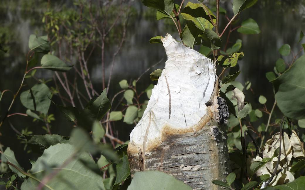 Aspen trunk chewed by a beaver.