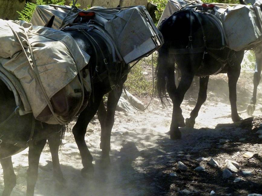Mules on the dusty trail.