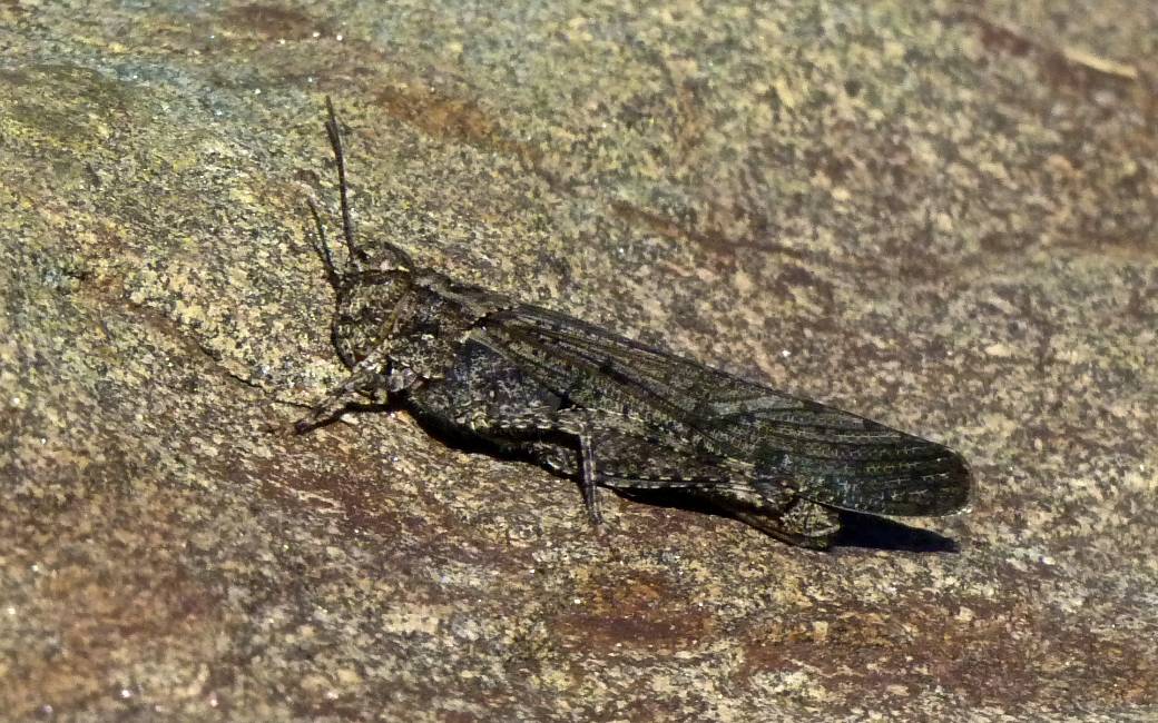 Grasshopper in camo mode.