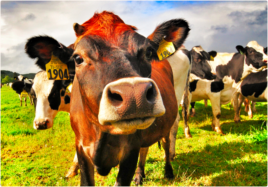 The Case of the Curious Cow
