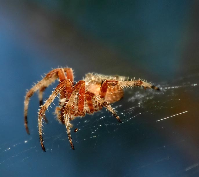 Spider, Elderado Nature Center, Long Beach